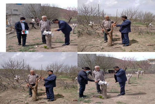 تعویض تاج و سرشاخه کاری بهترین راهکار اصلاح باغ‌های گردوی ناهمگن در آذربایجان شرقی 