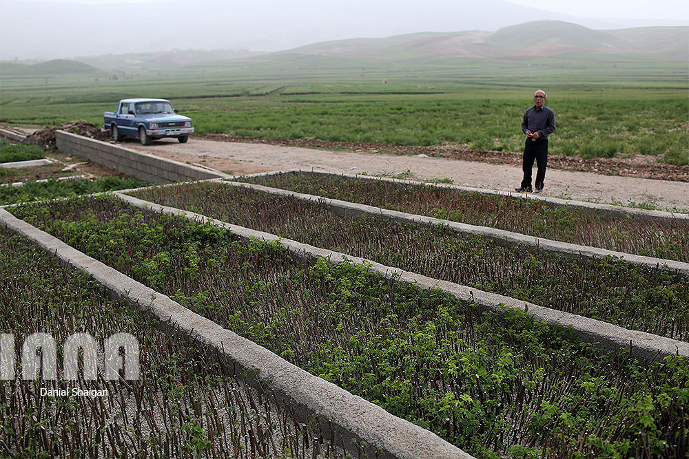 ایستگاه چندمنظوره تحقیقاتی کشاورزی ایلام