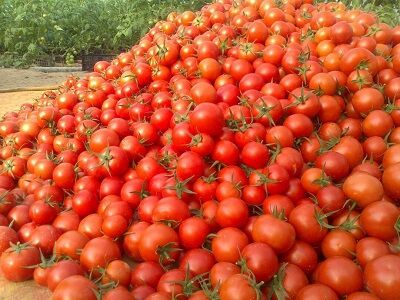 100 درصد مطالبات گوجه‌کاران پرداخت شد