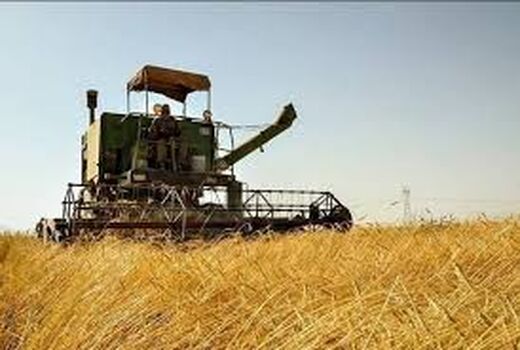 طلب ۴۵۰ میلیارد تومانی گندمکاران استان بوشهر
