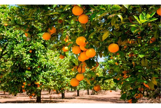 تولید 460 هزار تن مرکبات در قائم شهر