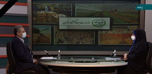 کاهش 3.5 میلیون تنی واردات ذرت با اجرای طرح تامین خوراک دام و دانه‌های روغنی در داخل