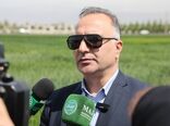 برداشت گندم در ۶ استان آغاز شد/ ۲۰۰ هزار تن تحویل مراکز خرید