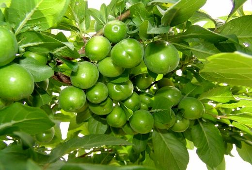 برداشت گوجه سبز در مهریز ۳۰ درصد کاهش یافت