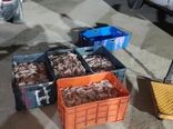 محموله میگو ممنوعه در بوشهر کشف شد