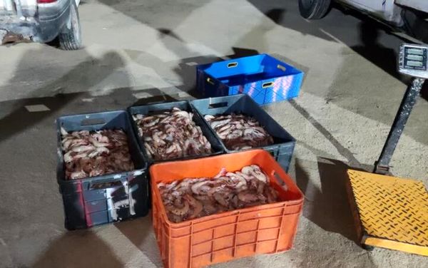 محموله میگو ممنوعه در بوشهر کشف شد