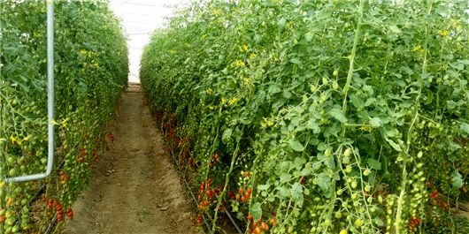 انتقال کشت صیفی جات از فضای باز به گلخانه‌ها در استان تهران