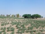 کشت کنجد در بوشهر افزایش یافت