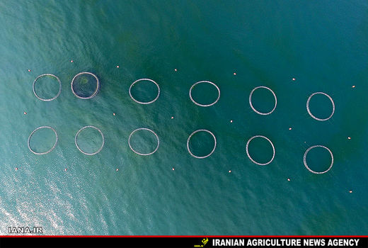 پرورش ماهی در قفس 