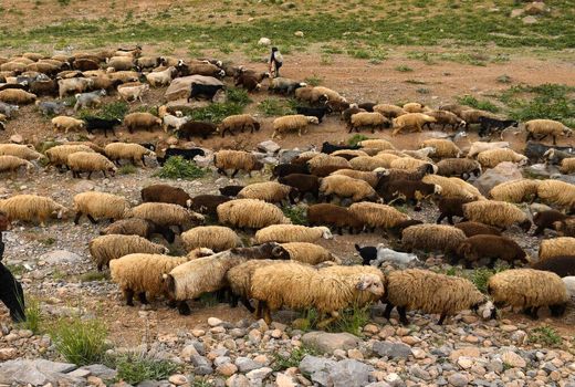 توسعه صنعت دامپروری فریدونشهر نیازمند اقدامات علمی است