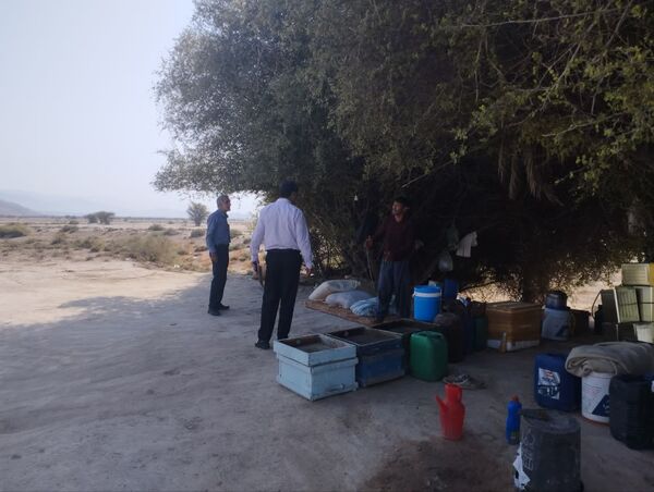استقرار 450 زنبورستان در خُنج