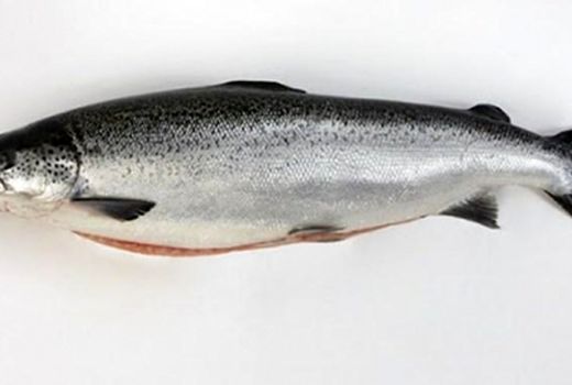 50 مزرعه قزل آلا در استان ایلام فعال هستند