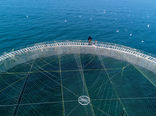 توسعه اقتصاد دریا محور با افزایش تولید پرورش ماهی در قفس