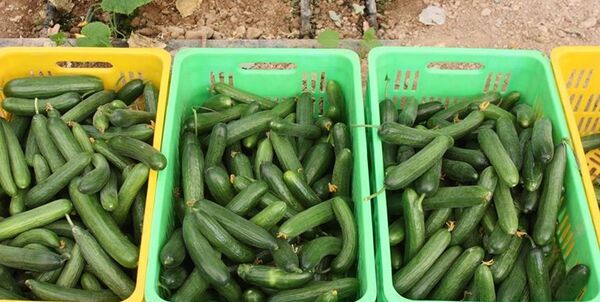 آغاز برداشت 5200 تن خیار با اشتغال‌زایی 2600 نفر در چادگان
