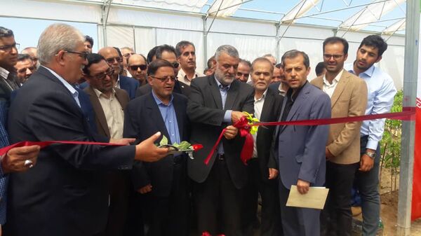 طرح زنجیره تولید نهال گواهی شده گردوی پیوندی در تویسرکان افتتاح شد 