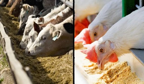 تأخیر در ترخیص نهادههای دامی عامل فساد خوراک دام و تهدید سلامت انسان