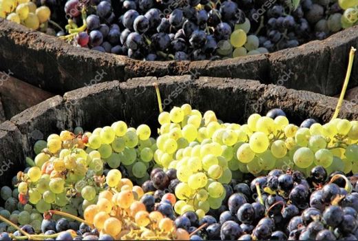 آغاز برداشت انگور در ۳۲ هکتار از باغات شهرستان بدره