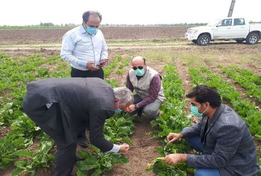 مراقبت جدی از مزارع گندم و جو در مرحله رشد فیزیولوژیکی و اقدام هوشمندانه برای تغذیه گیاهی