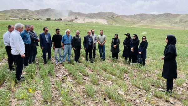 ترویج کشت مستقیم نخود در دیمزارهای میانه