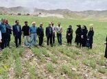 ترویج کشت مستقیم نخود در دیمزارهای میانه