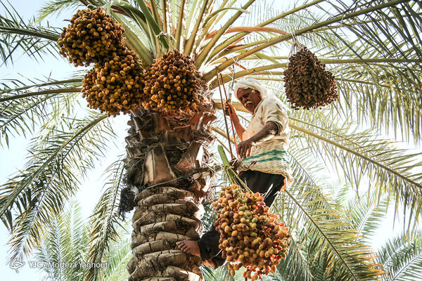 1.3 میلیون تن خرما امسال در کشور تولید می شود
