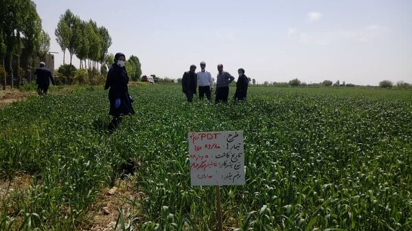 بازدید از طرح 1.5هکتاری مقایسه تراکم کاشت گندم در شهرستان ری