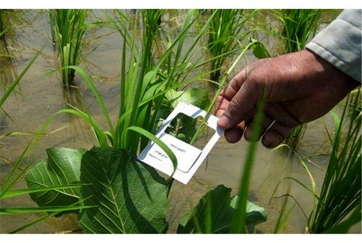 مبارزه بیولوژیک با ساقه خوار برنج در 2800 هکتار شالیزار جویبار