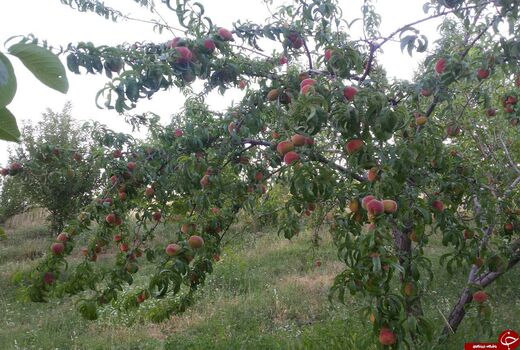 باغ‌های خراسان شمالی در برابر سرما مقاوم می‌شوند