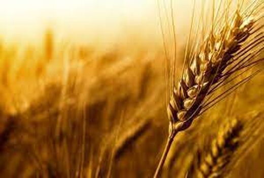 تدارک 400 هزار تن بذر گواهی شده گندم برای سال زراعی آینده