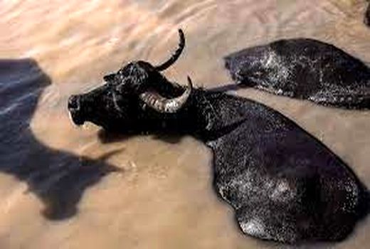 بیمه بیش از 405 هزار راس  دام سبک و سنگین در شهرستان های حوضه کرخه