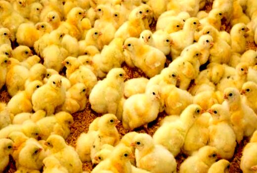 ۹۳ میلیون قطعه جوجه یک‌روزه در آذربایجان‌غربی تولید شد