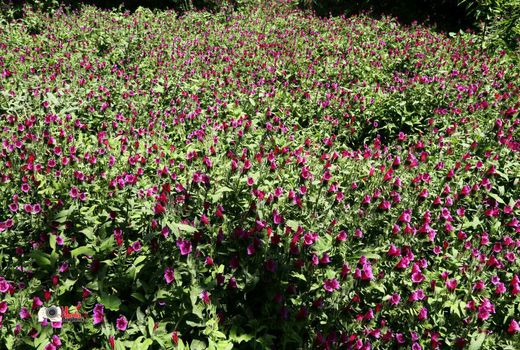 زنان روستایی شهرستان البرز با روش‌های نوین کشت گل گاوزبان آشنا شدند