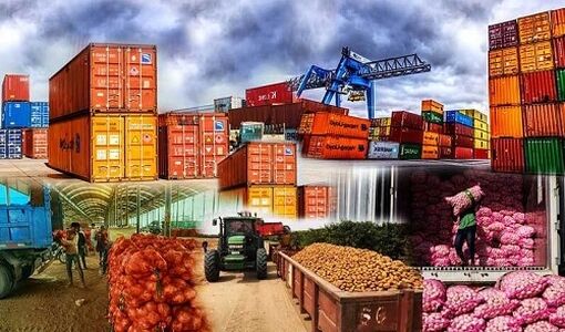 مسیر صادرات ۴۰ محصول کشاورزی باز شد؛ از خشکبار تا برنج و چای