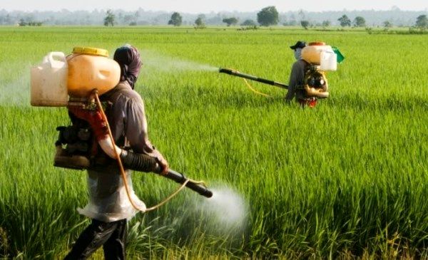 پایش آلاینده‌های محصولات کشاورزی برای نخستین‌بار در سازمان محیط زیست/ حذف یارانه سموم و کودهای شیمیایی مهم‌ترین راهکار برای کاهش آلودگی