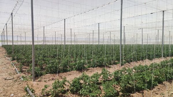 ظرفیت‌های کشاورزی دانش‌بنیان استان قزوین در معرض ارزیابی هیئت تجاری استان واسط عراق