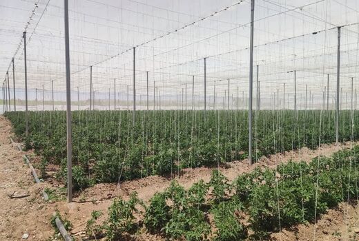 ظرفیت‌های کشاورزی دانش‌بنیان استان قزوین در معرض ارزیابی هیئت تجاری استان واسط عراق