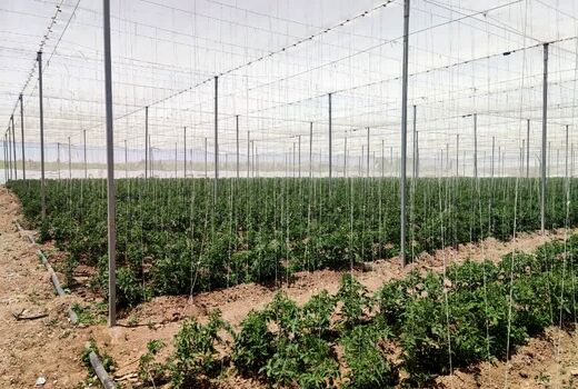 ظرفیت‌های کشاورزی دانش‌بنیان استان قزوین در معرض ارزیابی هیئت تجاری استان واسط عراق