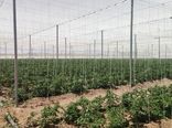 ظرفیت‌های کشاورزی دانش‌بنیان استان قزوین در معرض ارزیابی هیئت تجاری استان واسط عراق