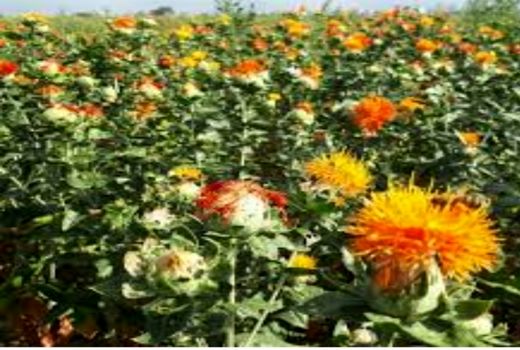 ۱۰ هکتار از مزارع کشاورزی شهرستان آوج به زیر کشت گلرنگ رفت