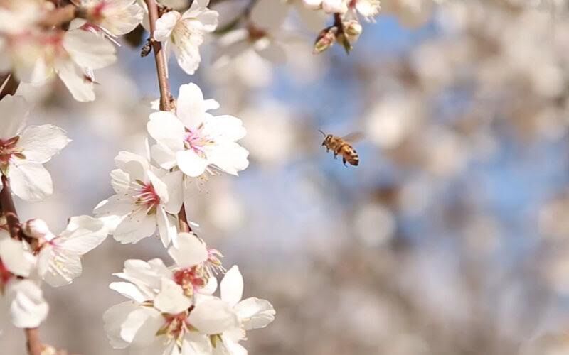 زنبورهای عسل آریزونا، نیاز کاشت بادام در کالیفرنیا/ فقط با 40 روز زندگی حیات می‌آفرینند/ در دهه گذشته، 30 درصد زنبورعسل‌ها در ایالات متحده، ناپدید شده‌اند