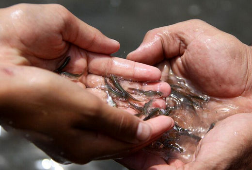 حفظ و بازسازی ذخایر آبزیان در تالاب عرب حسن و رودخانه کارون