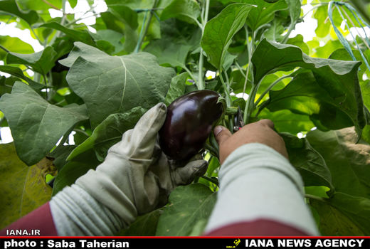 ایران دومین صادرکننده بادمجان جهان! (اینفوگرافیک)