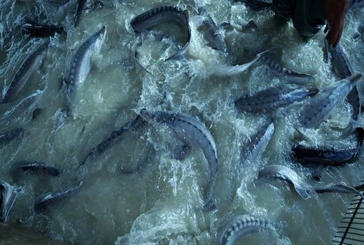 ثروت خاویاری ایران در کهگیلویه و بویراحمد