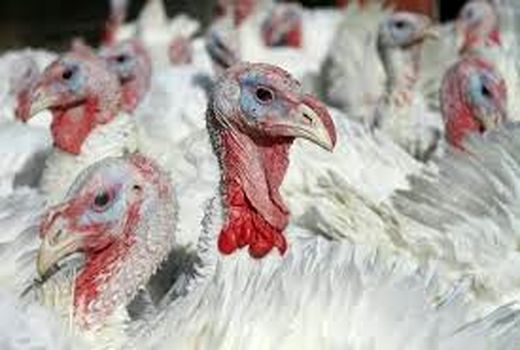 تولید 600 تن گوشت بوقلمون در استان خوزستان