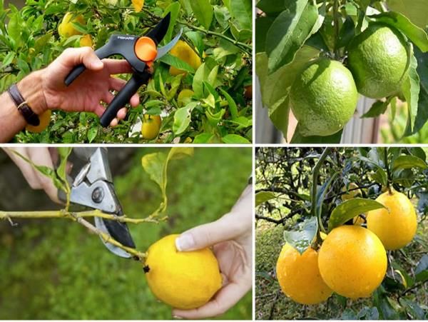 آغاز برداشت مرکبات در خراسان جنوبی