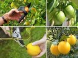 آغاز برداشت مرکبات در خراسان جنوبی