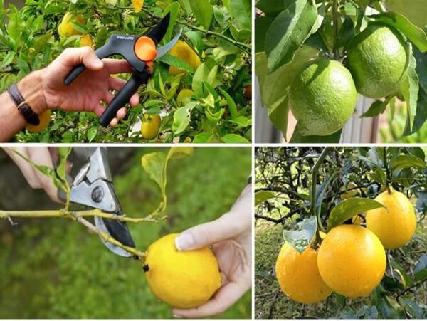 آغاز برداشت مرکبات در خراسان جنوبی