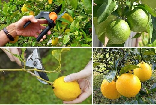 آغاز برداشت مرکبات در خراسان جنوبی