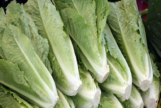 آغاز برداشت کاهو از مزارع کازرون