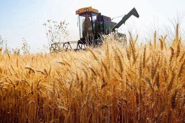 نرخ خرید تضمینی گندم تصویب شد / قیمت شناور زیر ٣٠هزار تومان 